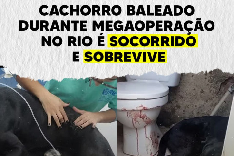 “Scooby sobrevive: cachorro baleado em operação na Vila Cruzeiro recebe alta após cirurgia”